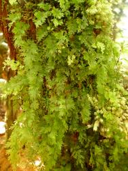 Hymenophyllum flabellatum. Plants growing epiphytically on a tree fern trunk.  
 Image: L.R. Perrie © Te Papa 2013 CC BY-NC 3.0 NZ